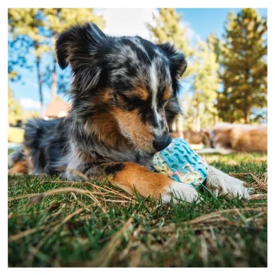 Produktbild von Morel Hundespielzeug, interaktives Kauspielzeug und Puzzle für Hunde, haustiersicherer Hundeleckerli-Spenderball, robustes Spielzeug für Erwachsene und Welpen, Blau Prism