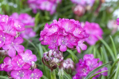 Produktbild von Armeria maritima 'Splendens', Grasnelke, rosa, ca. 9x9 cm Topf