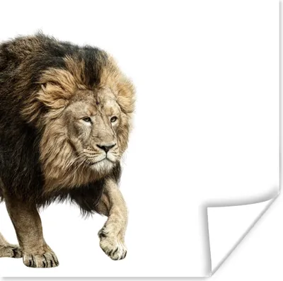 Produktbild von MuchoWow® Poster Löwe - Weiß - Tiere 50x50 cm - Wohnzimmerdekoration
