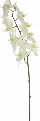 Produktbild von Mica künstliche Phalaenopsis weiß 71 cm