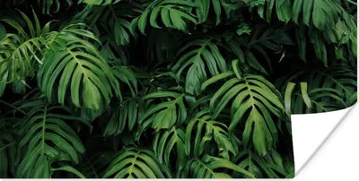 Produktbild von MuchoWow® Poster Blätter - Monstera - Abstrakt - Mädchen - Kinder - Jungen 40x20 cm - Poster für die Wand - Poster Schlafzimmer