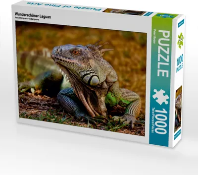 Produktbild von CALVENDO Puzzle Wunderschöner Leguan | 1000 Teile Lege-Größe 64x48cm Foto-Puzzle für glückliche Stunden