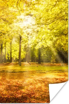 Produktbild von MuchoWow® Poster Baum - Natur - Sonne - Landschaft - Wald 120x180 cm - Kunstposter