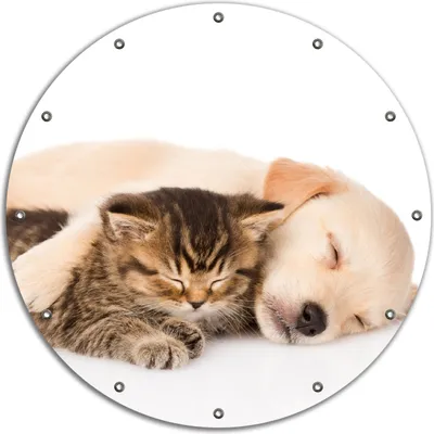 Produktbild von Wallario rundes Outdoor-Poster für Garten oder Balkon, Motiv Katze und Hund in Harmonie - Kuschelnde Tiere, 90 cm Durchmesser