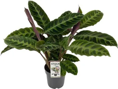Obrázek produktu pro Calathea Warscewiczii - pokojová rostlina v košíku, prumer 14cm, výška 50cm