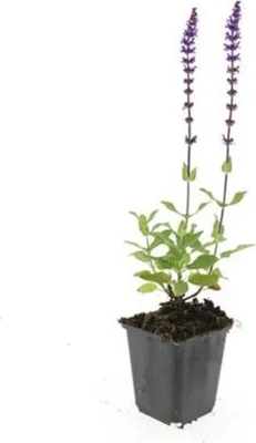 Immagine prodotto di Salvia ornamentale - Salvia nemorosa 'Caradonna' - Vaso da 9 cm - Set di 6 piante