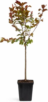 Produktbild von Zierapfel ‘Liset’ 100–120 cm im Topf – Winterharter Zierapfelbaum mit rosa Blüte & roten Früchten, bienenfreundlich & pflegeleicht