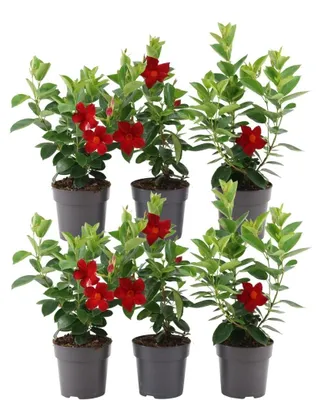 Image de Plants by Frank | 6 Dipladénia Red | Mandevilla | Fleurs Rouges | Floraison Abondante | Plantes de Jardin