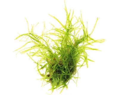 Produktbild von Taiwanmoos - Taxiphyllum alternans Taiwan