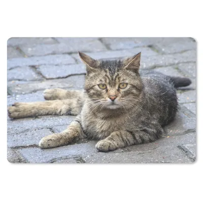 Produktbild von MuchoWow® Schreibtischunterlage Katze - Tier - Braun - Mädchen - Kinder - Jungen - Kind 60x40 cm - XXL Mauspad - Großes Mauspad