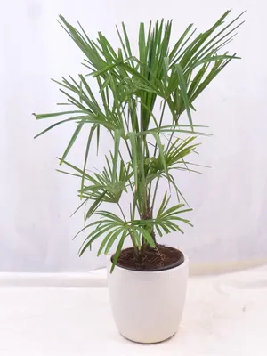 Produktbild von [Palmenlager] - Winterharte Palme -Trachycarpus fortunei- 100 cm / Chinesische Hanfpalme - 17°C