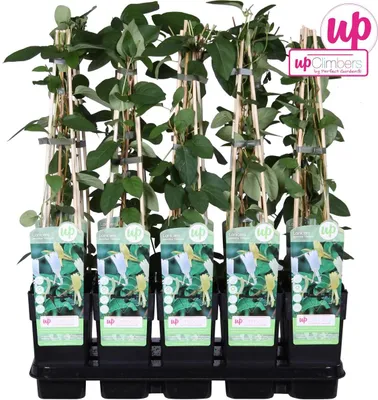 Obrázok produktu pre Hoogeveen Lonicera Japonica Halliana- 65 cm, Ø 15 cm