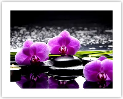 Produktbild von Poster - Poster ohne Rahmen - Orchidee Natur Wasser Blume - 50x40 cm - Wand Bild - Wanddeko - Wandbilder - Kunstposter - Wandposter - Bilder - Kunstdruck - Wanddekoration - Wandbild - P2XAA50x40-2658