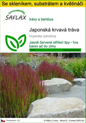 Obrázek produktu pro SAFLAX Kultivační sada - Japonská krvavá tráva - Imperata cylindrica - 50 Semena - S mini skleníkem, pěstebním substrátem a 2 květináči