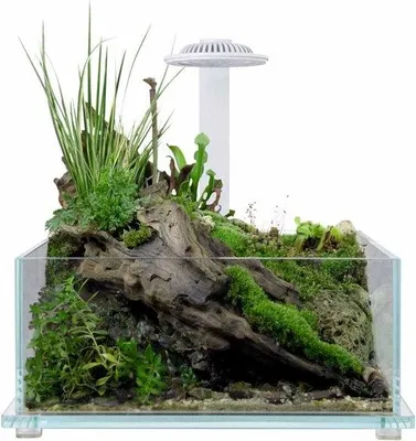 Productafbeelding van Wabi Kusa  Tank Whiu32 x 20 x 14 cm plantenterrarium met LED