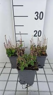 Immagine prodotto di 6 x Scutellaria incana var parviflora - Erba casco - Vaso 9 x 9 cm