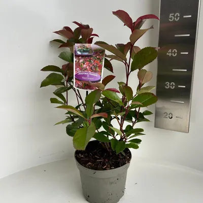 Produktbild von Photinia fraseri ‘Red Robin’ - Glanzmispel | 40-45 cm im Topf