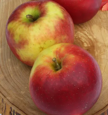 Produktbild von Jonagold Apfelbaum - Buschbaum Topfballen (Versandzeit: ganzjährig)