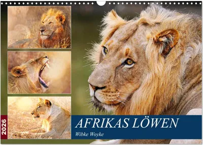 Produktbild von Afrikas Löwen 2026 (Wandkalender 2026 DIN A3 quer), CALVENDO Monatskalender