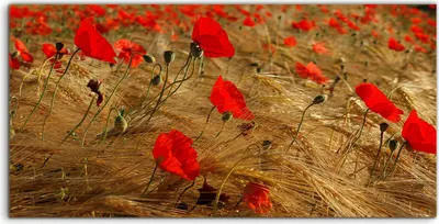 Produktbild von Coloray Glasbild 140x70  Wandbild Glasbilder Deko Pflanzen Blumen Mohn Blumen Felder