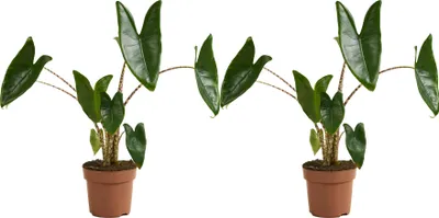 Produktbild von 2er Set Alocasia Zebrina Zimmerpflanze Höhe 60 cm Topf Ø 17 cm