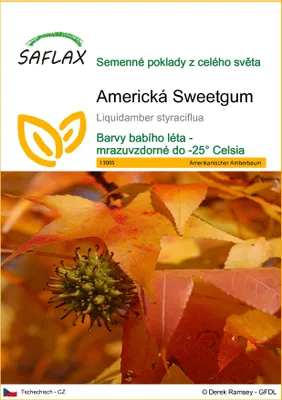 Obrázek produktu pro SAFLAX - Americká Sweetgum - Liquidamber styraciflua - 100 Semena