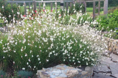Produktbild von Stauden Gänge 3 x Gaura lindheimeri 'Whirling Butterflies‘ - Prachtkerze weiß - Dauerblüher - Schwebende Blüten, die wie Schmetterlinge wirken