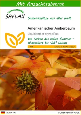 Produktbild von SAFLAX - Amerikanischer Amberbaum - 100 Samen - Mit keimfreiem Anzuchtsubstrat - Liquidamber styraciflua