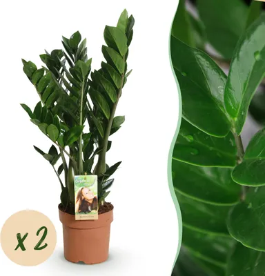 Immagine prodotto di Zamioculcas - Pianta ZZ - Bassa manutenzione - Verde - 2 piante - 65-75cm - Ø17cm - Pianta d'appartamento - Sempreverde