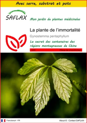 Image de SAFLAX Ensemble de culture - La plante de l’immortalité - 30 graines - Gynostemma