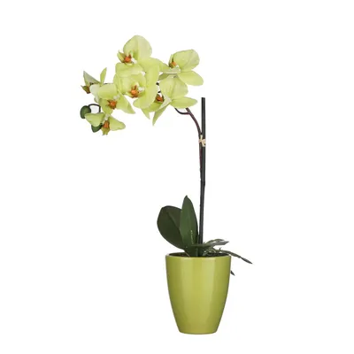 Produktbild von Mica Kunstpflanze Phalaenopsis im Topf grün, 42 x 20 cm