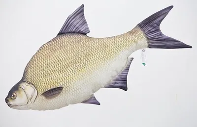 Obrázok produktu pre Gaby plyšová hračka ryba vankúš mäkká hračka plyšová hračka plyšová ryba nápad darček breh 65cm