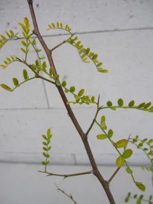 Produktbild von Wickenblättriger Schnurbaum - Sophora davidii - 40-60cm