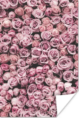 Produktbild von MuchoWow® Poster Blumen - Rosen - Natur - Rosa - Botanisch 20x30 cm - Papierdruck