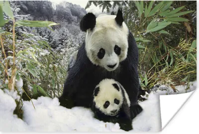 Produktbild von MuchoWow® Poster Panda - Jungtier - Schnee 30x20 cm - Plakate - Print