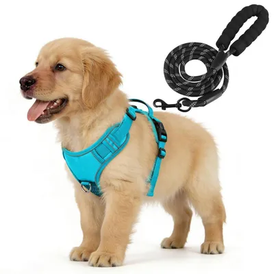 Immagine prodotto di Set di pettorina e guinzaglio per cani, colore blu, taglia S