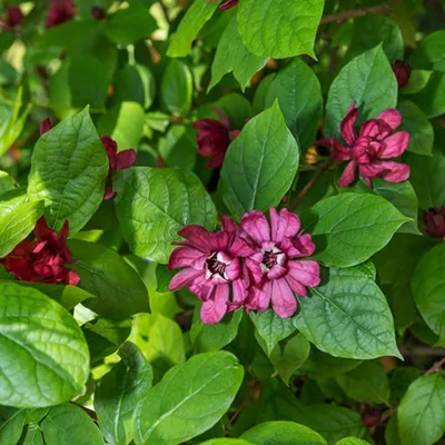 Produktbild von Duftstrauch Zierstrauch Gewürzstrauch Calycanthus floridus 1 St.