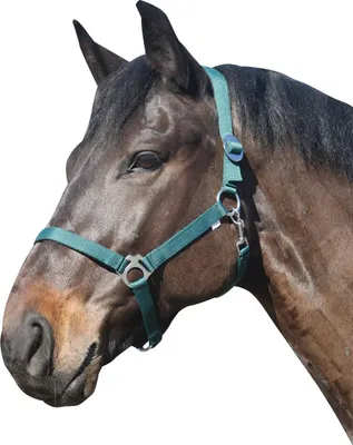 Produktbild von ELDORADO Pferde-Halfter Standard - grün - Shetty
