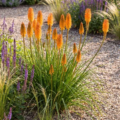 Produktbild von Stauden Gänge 3 x Kniphofia 'Mango Popsicle' - Orange Fackellilie, kompakt 45-60 cm - winterhart, mehrjährig, 11x11 cm Topf