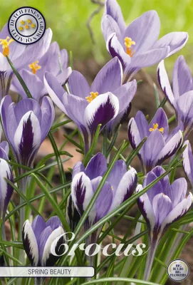 Artikelbild 2 von 'Krokus Spring Beauty (10 Stück)' aus der Kategorie Krokuszwiebeln