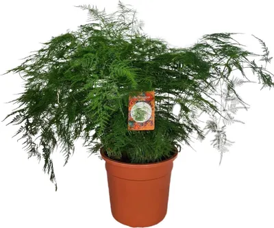 Immagine prodotto di Felce degli asparagi (Asparagus setaceus) - Pianta da appartamento - Ø27cm