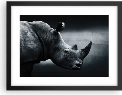 Produktbild von Gerahmtes Poster - Schwarzer Rahmen - Nashorn Schwarzweiß Porträt - 40x30 cm - Wand Bild - Wanddeko - Wandbilder - Wandposter - Bilderrahmen - Bilder - Kunstdruck - Wandbild - P2BAA40x30-4347