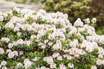 Produktbild von Rhododendron micranthum 'Bloombux' -R-, immergrün, 25–30 cm