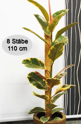 Produktbild von Novatool 8x Pflanzenenstab Kokos 110 cm I Ø 45mm I verlängerbar I natürlicher Kokosfaser I Rankhilfe Kokos Blumenstab Kletterhilfe für Blumentöpfe
