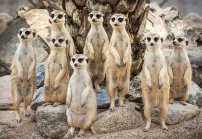 Produktbild von 3 D Ansichtskarte Erdmännchen, Erdmann Afrika Postkarte Wackelkarte Hologrammkarte Tiere