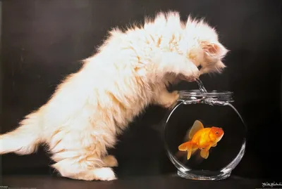 Produktbild von Keith KIMBERLIN - Chat Poisson Rouge - 61x91,5 cm - Plakat/Poster