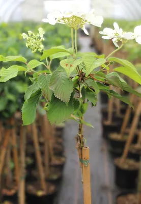 Produktbild von Japanischer Etagen - Schneeball 'Viburnum Mariesii' Hochstamm 80 - 100 cm