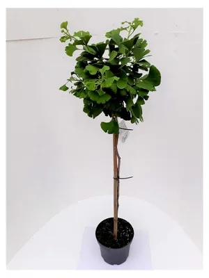 Produktbild von Ginkgo biloba Mariken - Stamm, Kugel-Ginkgo, Höhe: 110-120 cm + Dünger