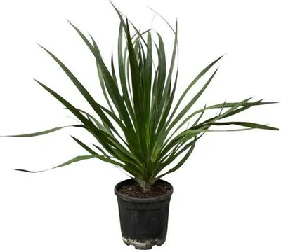 Zdjęcie produktu dla Dracaena Draco – smocze drzewo – roślina doniczkowa – Ø24 cm – wysokość ok. 100 cm – łatwa w pielęgnacji egzotyczna roślina zielona do salonu i biura