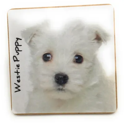 Untersetzer mit Westie Welpen Motiv, 9,5 x 9,5 cm, Kork